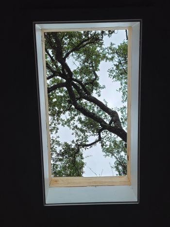 a skylight showing tree branches in a Central Texas home